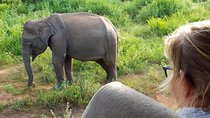 Udawalawa National Park half day Safari