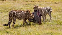 3-Days 2-nights Tanzania Private Budget Camping Safari 