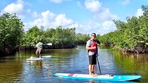 Mangrove SUP Safari