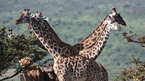 5 Days Northern Tanzania Selected Wildlife Safari