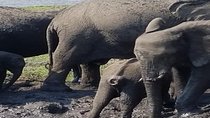 5 Days 4 Nights Budget Adventure Safari In Victoria Falls & Chobe National Park