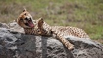 Safari in Tanzania 5 days: Manyara, Ngorongoro, Serengeti