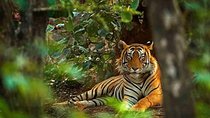 4 Day Golden Triangle with Ranthambore Tiger Safari from Delhi