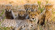 3 nights exclusive Masai Mara safari