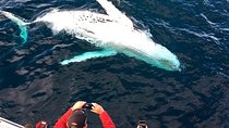 Whale & Dolphin Watching Cruise in Puerto Vallarta All Inclusive