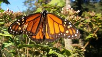  Monarch Butterfly Tour from Mexico City