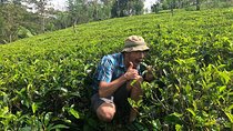 Ceylon Tea Tour (10 Days)