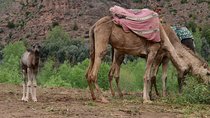 Ourika valley day trip with sunset camel ride