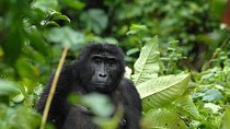 5 Days gorillas and Lion Tour in Uganda