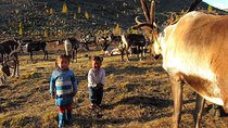 Multi-Day Tour to the Reindeer Tribe in Mongolia