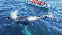 Whale Watching Cruise in Cabos San Lucas and Ground Transportation