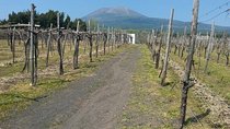 Pompeii-Wine tasting tour from Sorrento, licensed guide included