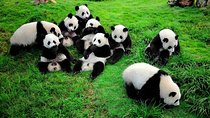 2-in-1: Giant Panda & Leshan Buddha Private Chengdu Tour 
