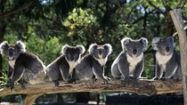 [Private Tour] Healesville Sanctuary Wildlife & Puffing Billy Steam Train