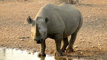 Game Drive and Rhino Walk