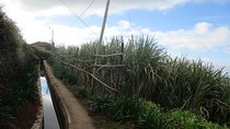 Rota do Açucar - Levada Nova (Half Day Walk)