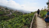 Rota do Vinho - Wine Route (Half Day Walk)