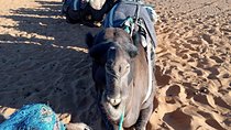 Small Group 3 Days Desert Trip From Fez to Marrakesh