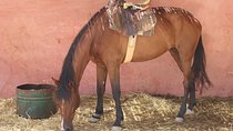 Horse Tour : 2 hours horse ride in Agadir