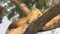 3-Day Wildlife Adventure in Queen Elizabeth National Park