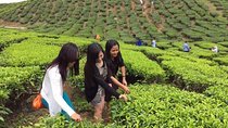 Full-Day Cameron Highlands Tour