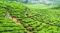 Cameron Highlands Full Day Nature Tour