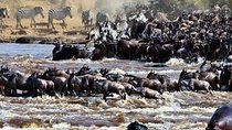 8 Days Great Wildebeest Migration - Mara River Crossing