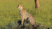3 days Tarangire, Lake Manyara and Ngorongoro