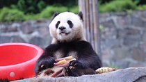 One Day Trip to Chengdu Panda Base & Hanglongxi Ancient Town