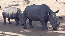 Game Drive and Rhino Walk