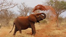2 Days Tsavo West Safari Adventure Nairobi Kenya !
