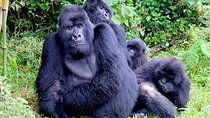 3 Days Gorilla and Golden Monkey Trek