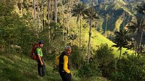 Wax Palm Feeling Hike (1 night-2 days)