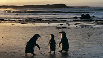 Phillip Island Penguin Parade Day Trip with Koala Conservation Reserve Visit