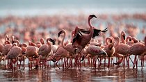 3 Day Bird Watching Safari : Lake Bogoria, Lake Naivasha & Lake Nakuru park