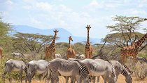 4 Days Best of Samburu & Lake Nakuru Wildlife Safari on 4x4 Jeep