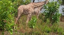 3 Days, Mikumi National park safari, by private transfer