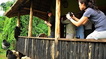 5 days Kigali, Kampala, Entebbe and Gorilla trekking Safari