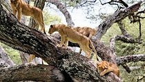 1-Day Lake Manyara Tour from Arusha