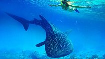 Private Cebu Tour: Oslob Whaleshark+Canyoneering+Kawasan Falls