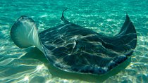 Starfish Point, Stingray City-Sandbar & Coral Gardens