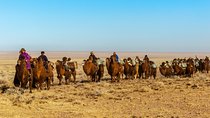 11 Days Camel Caravan of South Gobi