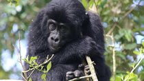 6 Day Gorillas, Golden Monkeys and Chimp Trek at Kibale 
