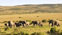 3 Day 2 Nights Maasai Mara Safari 