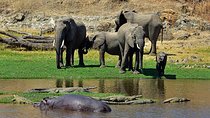 9 Days / 8 Nights Safari to Selous / Ruaha / Mikumi