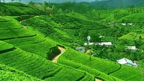 From kandy: Nuwara Eliya Private Day tour with Ambuluwawa Tower