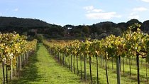 Castelli Romani: Wine tasting in Frascati from Rome
