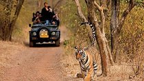 Sariska Tiger Reserve Safari tour from Jaipur