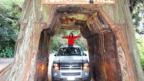 Private Avenue of the Giants Redwoods Day Trip from San Francisco