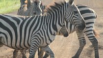 11-Day Uganda Wildlife Adventure Safari